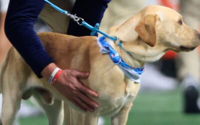 Lane Kiffin's dog takes to X after losing Ole Miss kickoff duty