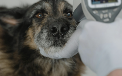 Proposed Law May Expand Sick Leave to Include Pets For NYC Workers