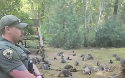 woman calls police over 100 raccoons in her yard