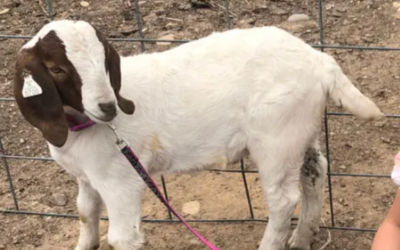 California Family Receives $300k Settlement After Pet Goat Was Killed & Barbecued