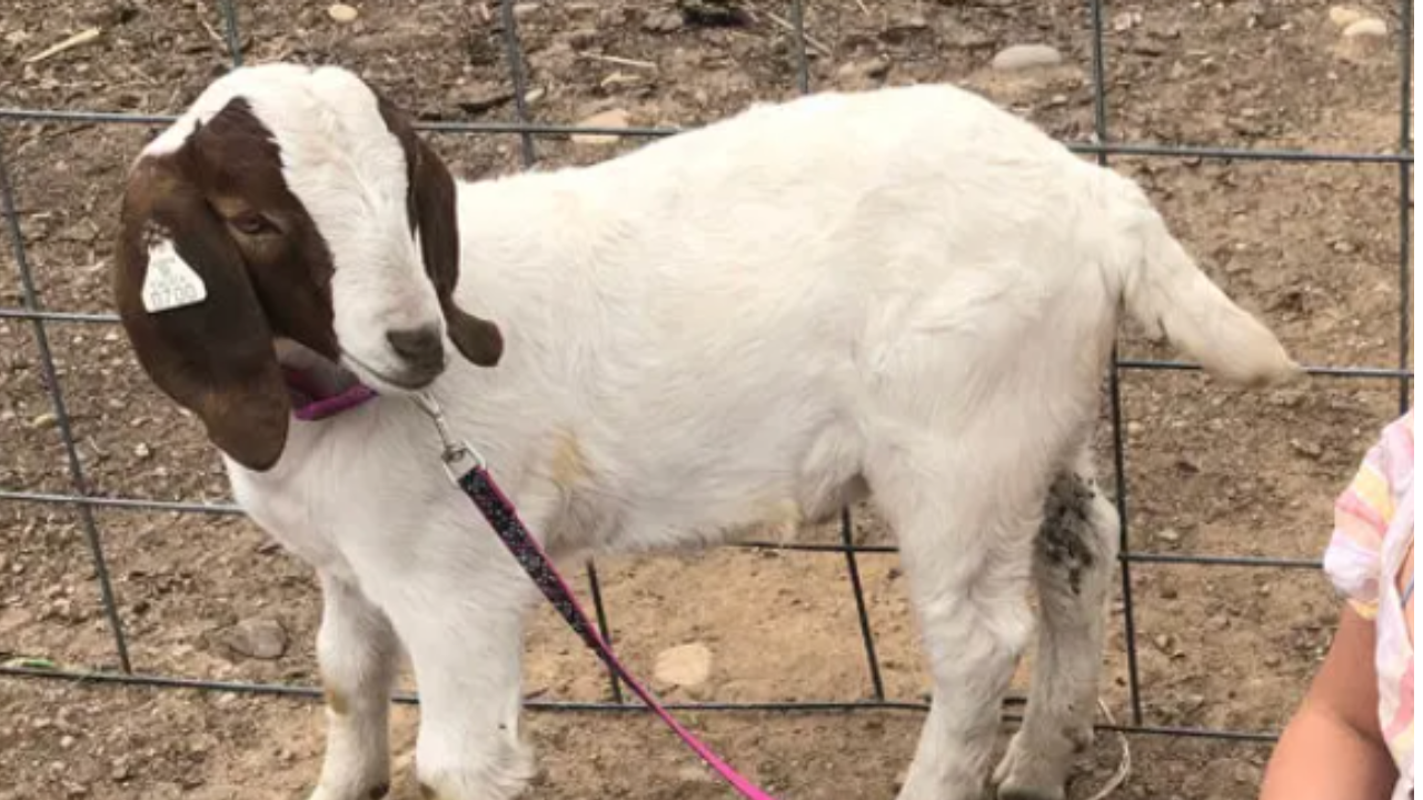 California Family Receives $300k Settlement After Pet Goat Was Killed & Barbecued