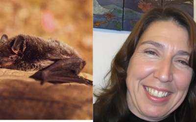 California Teacher Fatally Bitten by Bat in Classroom