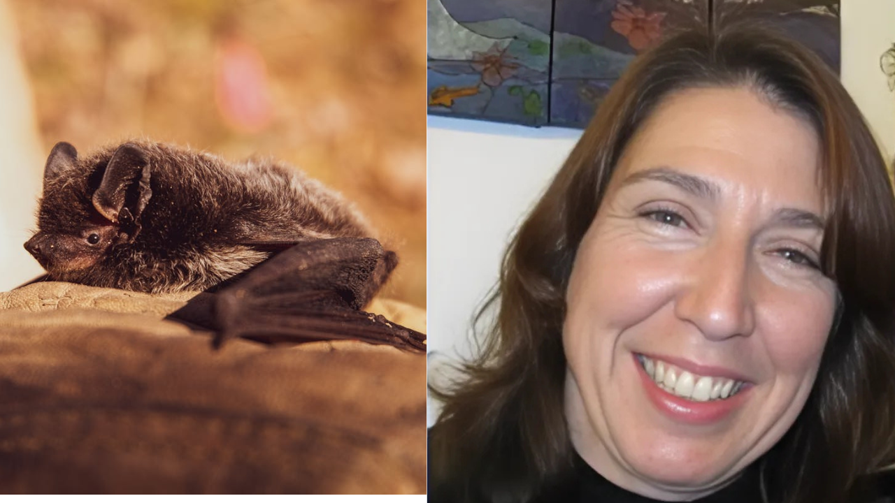 California Teacher Fatally Bitten by Bat in Classroom