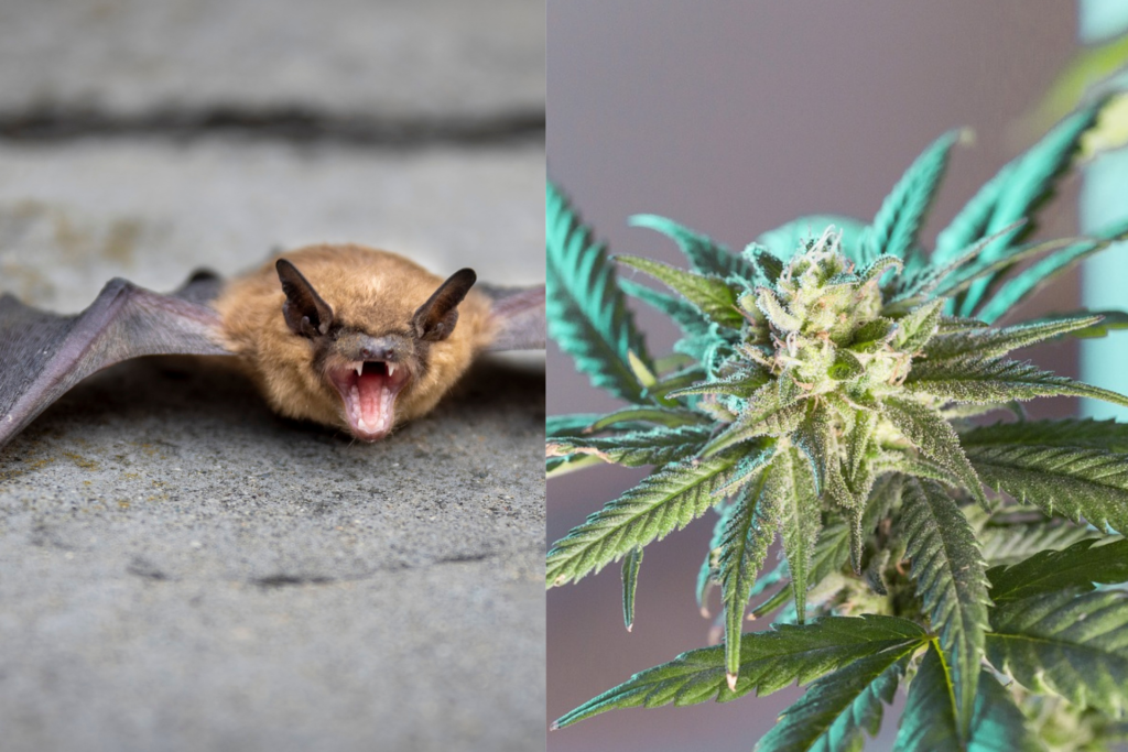 Two Men Dead After Consuming Bat Guano-Infused Marijuana