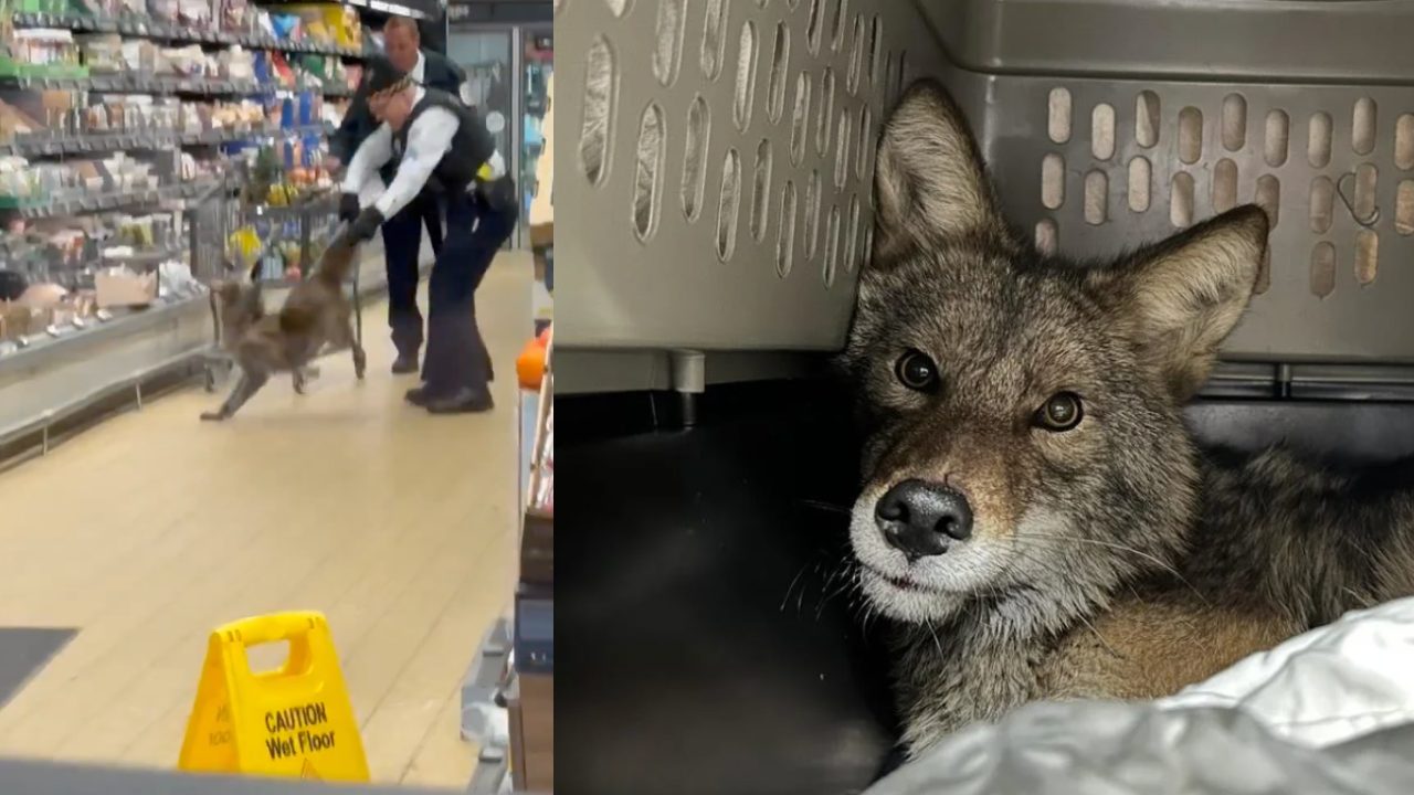 Grocery Store Shoppers Stunned as Coyote Emerges from Refrigerator in Video