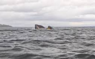 Man Swallowed by Whale While Kayaking