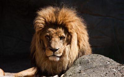 Denmark Zoo Asks Public to Donate Unwanted Pets and Horses to Feed Predators • Hollywood Unlocked