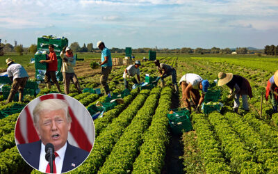 Donald Trump On Undocumented Workers: 'These People Are Naturally Fit For Farm Labor, Inner City Americans Won't Do Farm Work'