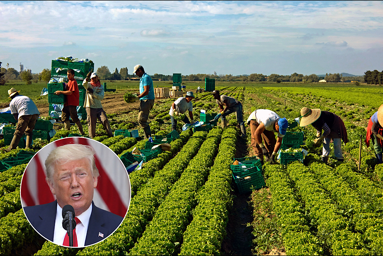 Donald Trump On Undocumented Workers: 'These People Are Naturally Fit For Farm Labor, Inner City Americans Won't Do Farm Work'