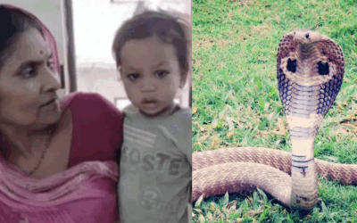 Toddler Bites Cobra To Death After It Wraps Around His Hands In India • Hollywood Unlocked
