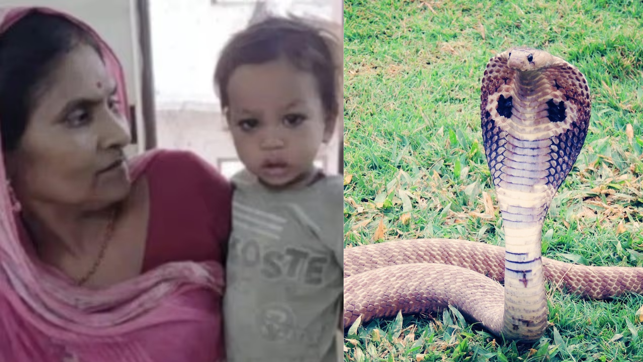 Toddler Bites Cobra To Death After It Wraps Around His Hands In India • Hollywood Unlocked