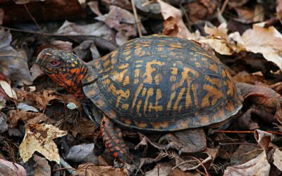 Man Faces Prison for Smuggling 850 Turtles in Socks to Hong Kong • Hollywood Unlocked